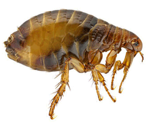 Quick facts on Flea Bites