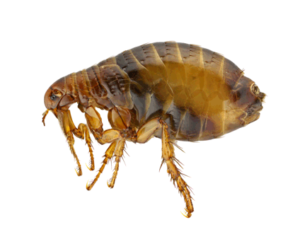 How Do I Get Rid of Fleas In My House Fast