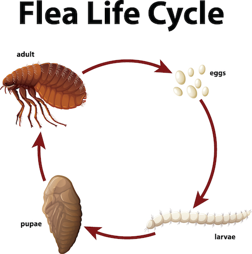 What do fleas look like