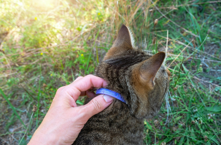 Flea Collar Effectiveness