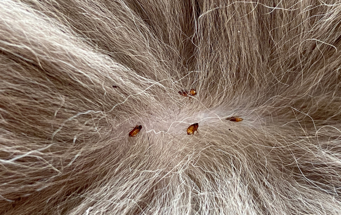 Identifying Fleas on Dogs