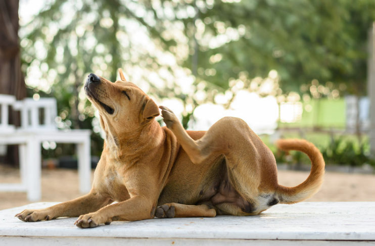 Solutions for Dogs with Fleas