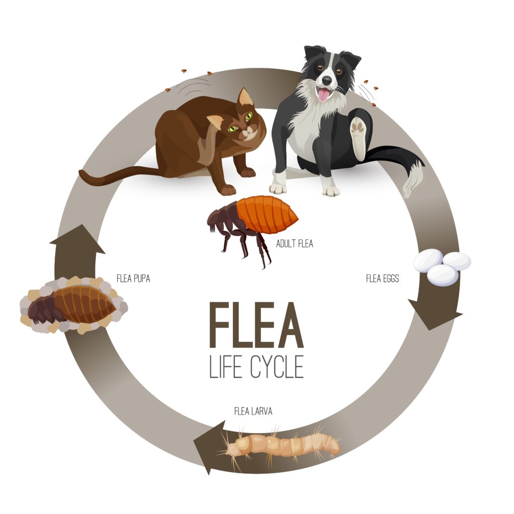 Identifying Fleas on Dogs